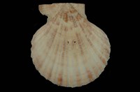 藏品(海扇蛤)的圖片